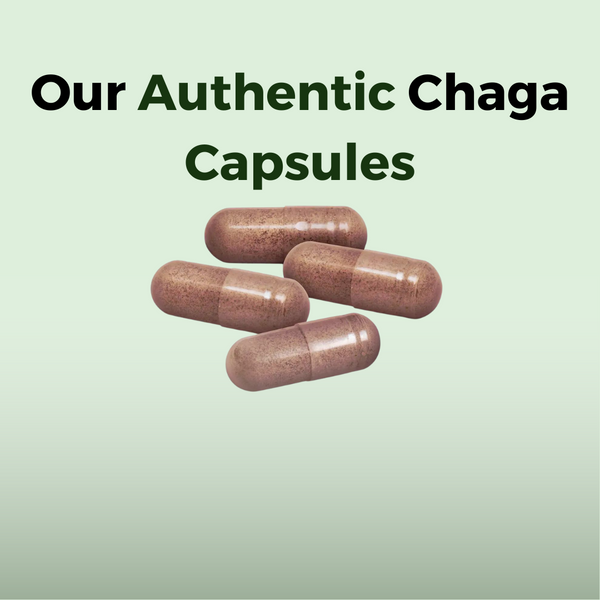 Chaga Microbiome Wellness Capsules